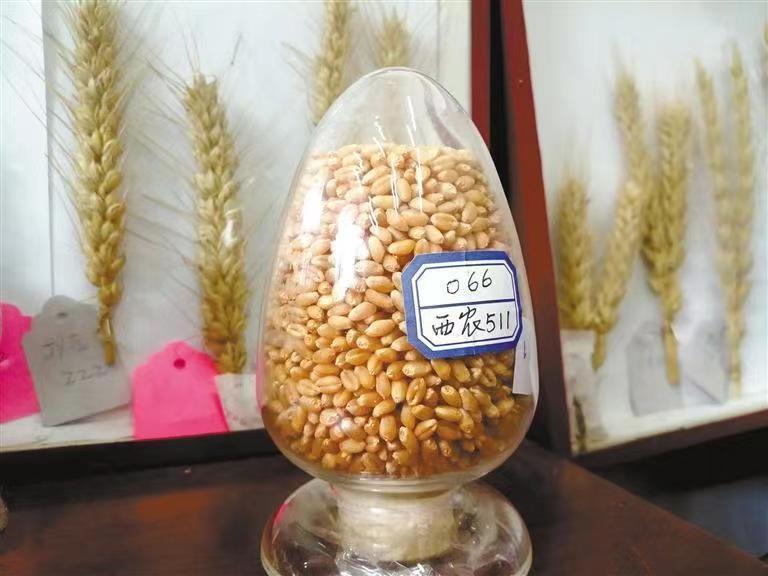 西農629與西農598 226萬元成功轉讓，推動小麥育種新突破